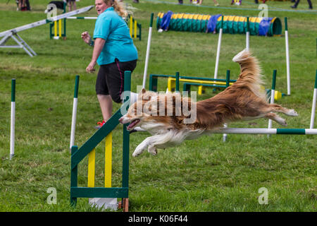 Rockingham, Northamptonshire, Großbritannien Kennel Club International. Agility Festival. Border Collie. Stockfoto