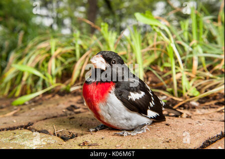 Erwachsene männliche Rose-Breasted Grosbeak ruht auf Stein Terrasse in Pennsylvania Stockfoto