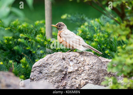 Leucistic amerikanischen Robin (Turdus migratorius) auf einem Felsen thront. Stockfoto