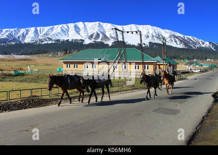 Cowboys reiten auf ihren Pferden in Gulmarg, Indien. Majestätisch, Abenteuer. Stockfoto