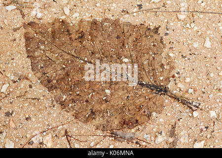 Altes trockenes Blatt Prägung auf dem Boden wie ein Fossil Stockfoto