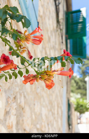 Sehenswürdigkeiten in Kroatien. Insel Hvar, mit typischen, mediterranen Architektur in Stein. Stockfoto