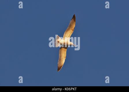 Gemeinsame Seagull (Larus canus) im Flug Stockfoto