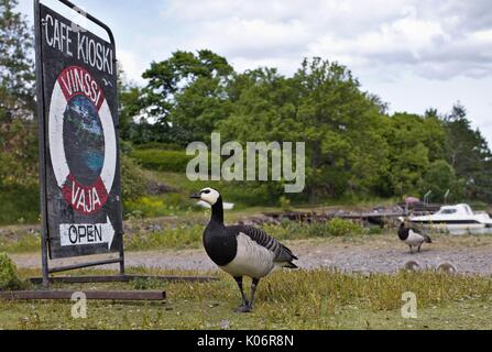 Nonnengans im Cafe Kiosk Zeichen auf Suomenlinna, Finnland suchen Stockfoto