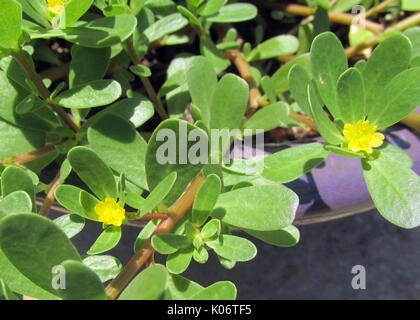 Eine Nahaufnahme der Gemeinsamen Portulak (Portulaca Oleracea) mit Schwerpunkt auf den Blättern und kleinen gelben Blüten. Stockfoto