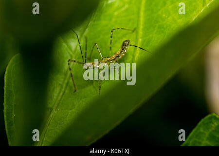 Leafhopper assassin Bug (Zelus Renardii) auf einem Blatt Stockfoto