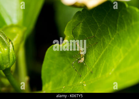 Leafhopper assassin Bug (Zelus Renardii) auf einem Blatt Stockfoto