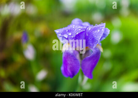 Makro Nahaufnahme von lila Iris Blume mit Wassertropfen Stockfoto