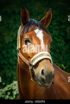 Porträt einer Bay Horse in einem Halfter Stockfoto