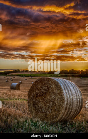 Bereich der runde Strohballen in einer stürmischen Sonnenuntergang, Hertfordshire, England, Woodhall Immobilien, in der Nähe der Bramfield Stockfoto