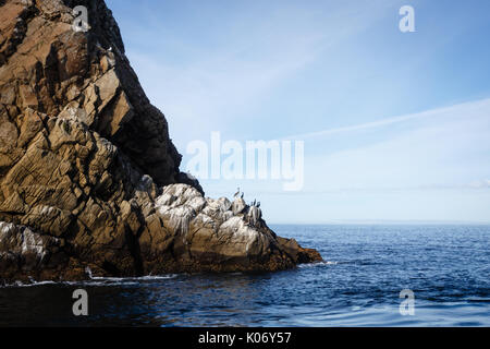 Die Pelicaner ruhen sich auf Felsen am Fuße der Klippe im Pazifik aus Stockfoto