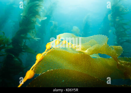 Gelbe Blätter von Ozean Kelp mit Hülsen float durch im Ozean Stockfoto