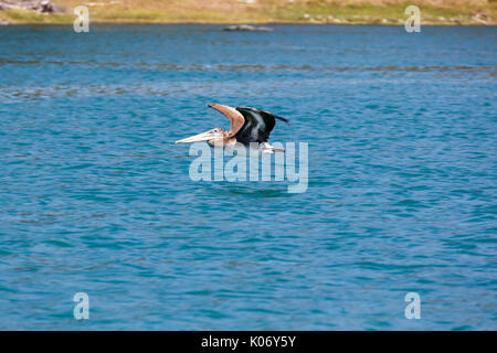 Nahaufnahme von Pelican flying low über türkisblauen Ozean Stockfoto