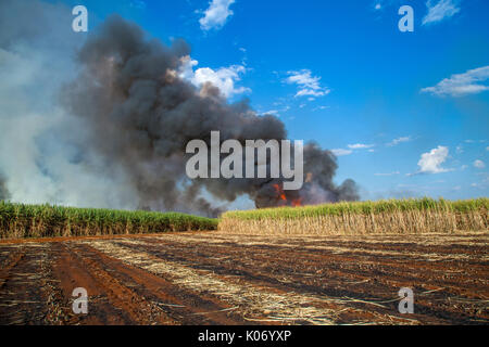 Zuckerrohrplantage und Feuer Stockfoto