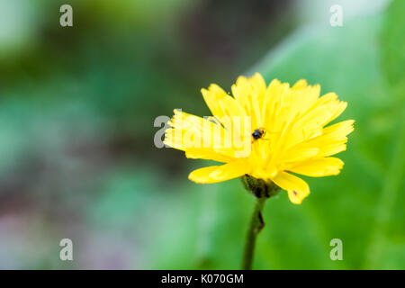 Nahaufnahme der schönen Blüte des Löwenzahns auf glatten grünen Hintergrund. Gelbe Blume. Stockfoto