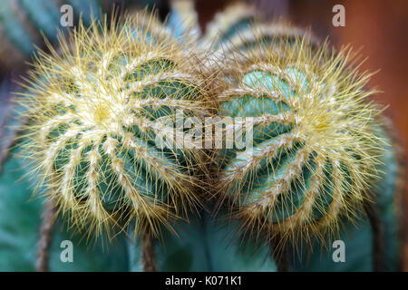 Cactus in der natürlichen Welt wächst, es ist Trockenheit resistenten Pflanzen gut unter extremer Energie stellt das menschliche Leiden vor den Unbilden der Natur Stockfoto