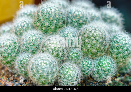 Cactus in der natürlichen Welt wächst, es ist Trockenheit resistenten Pflanzen gut unter extremer Energie stellt das menschliche Leiden vor den Unbilden der Natur Stockfoto