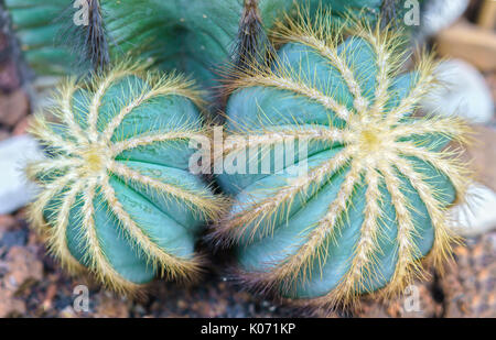 Cactus in der natürlichen Welt wächst, es ist Trockenheit resistenten Pflanzen gut unter extremer Energie stellt das menschliche Leiden vor den Unbilden der Natur Stockfoto