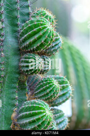 Cactus in der natürlichen Welt wächst, es ist Trockenheit resistenten Pflanzen gut unter extremer Energie stellt das menschliche Leiden vor den Unbilden der Natur Stockfoto