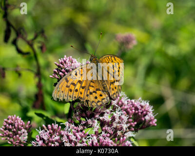 Orange Braun Schmetterling. Hohe braun fritillary. Stockfoto