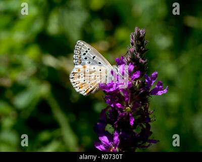 Polyommatus coridon. Chalkhill blue butterfly. Stockfoto