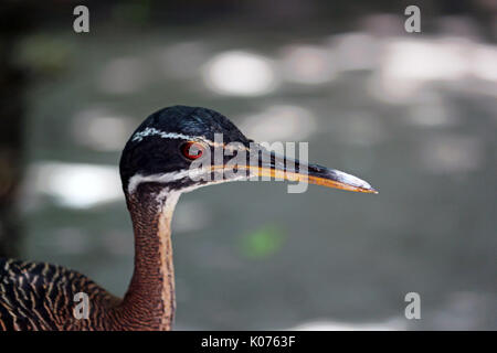 Ein Kopf des Sunbittern Vogel Stockfoto