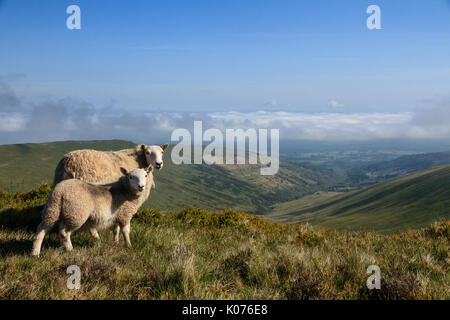 Zwei Schafe, ein Mutterschaf und Lamm mit Blick über das Tal in den Brecon Beacons National Park in South Wales, Großbritannien Stockfoto