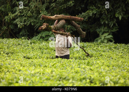 Frau, die Brennholz auf Kopf, Kakamega Forest, Western provinice, Kenia Stockfoto