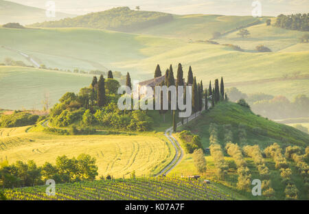 Podere Belvedere, San Quirico d ' Orcia, Val d ' Orcia, Toskana, Italien Stockfoto