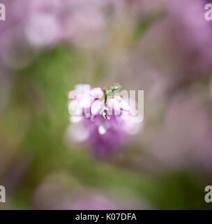 Eine Nahaufnahme Bild von Calluna vulgaris, auch als, gemeinsame Heather, Ling oder Erica, in Yorkshire, England genommen Stockfoto
