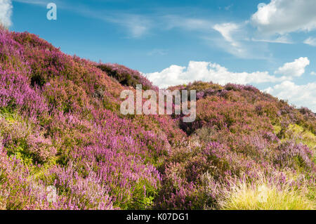 Gemeinsame Heather, Ling oder Heidekraut blüht auf der North York Moors, England Stockfoto