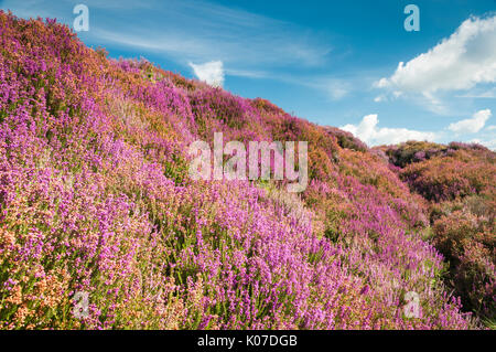 Gemeinsame Heather, Ling oder Heidekraut blüht auf der North York Moors, England Stockfoto