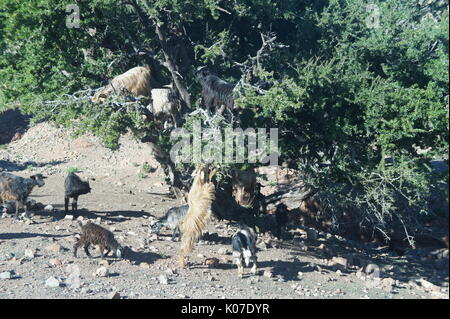Ziegen in einem Baum Stockfoto