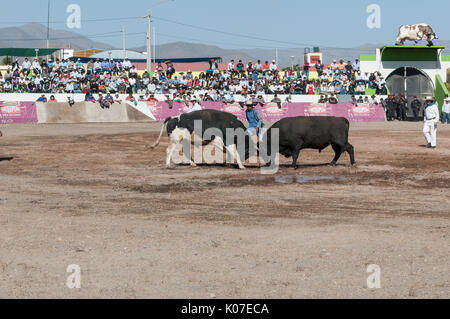 Zwei Bullen kämpfen während des traditionellen Stier Wrestling in Socabaya in der Nähe von Arequipa in Peru. Stockfoto