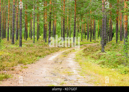 Schmale Landstraße in Pinienwald. Stockfoto