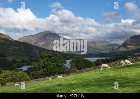 Schafe weiden in der Nähe Jenkinson, mit Blick auf Loweswater im Lake District, Cumbria. (Loweswater fiel und Grasmoor sind ebenfalls prominent sichtbar) Stockfoto