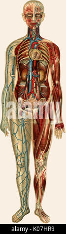 Entfaltung der weiblichen Anatomie Stockfoto