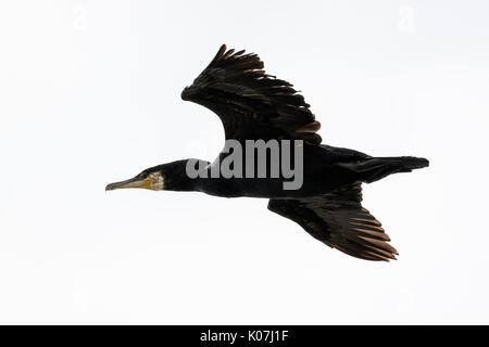 Kormoran im Flug in St. Bees Head, Cumbria, England Stockfoto