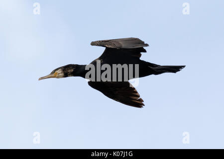 Kormoran im Flug in St. Bees Head, Cumbria, England Stockfoto