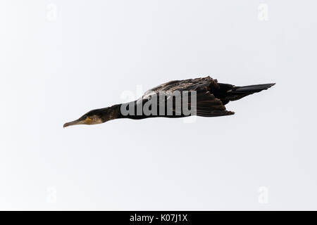 Kormoran im Flug in St. Bees Head, Cumbria, England Stockfoto