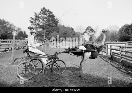 Oliver W., der berühmten Trab ostrich Straußenfarm bei Florida, Jacksonville, USA Datum: ca. 1903 Stockfoto