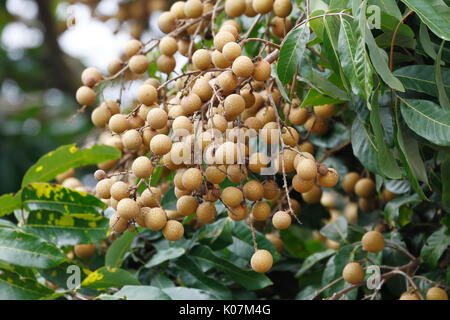 Longan (Dimocarpus longan) Frucht am Baum. Das Mitglied des tropischen soapberry Familie Frucht aus Asien. Stockfoto