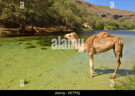 Arabian Camel (Camelus dromedarius), in einem Fluß im Wadi Darbat verwöhnt Sie, Dhofar, Oman, Saudi-Arabien Stockfoto