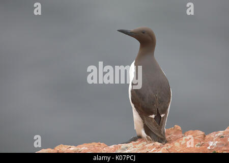 Gemeinsame trottellumme (Uria aalge), Erwachsener, auf Felsen, Helgoland, Nordsee, Deutschland Stockfoto