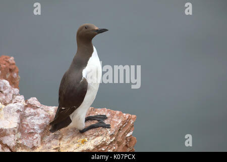 Gemeinsame trottellumme (Uria aalge), Erwachsener, auf Felsen, Helgoland, Nordsee, Deutschland Stockfoto