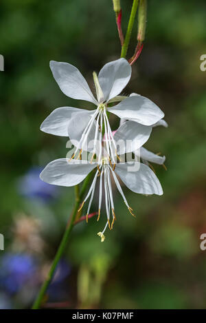 Blume der lindheimer's (Gaura lindheimeri beeblossom), Bayern, Deutschland Stockfoto