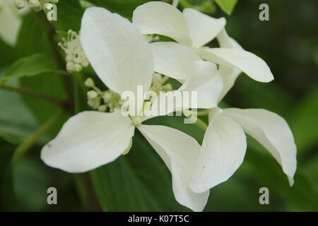 Hydrangea paniculata 'Großen Stern', einem duftenden Hortensie mit sternförmigen weißen Blüten, Blütezeit in einem Englischen Garten Grenze im Sommer (August), UK Stockfoto