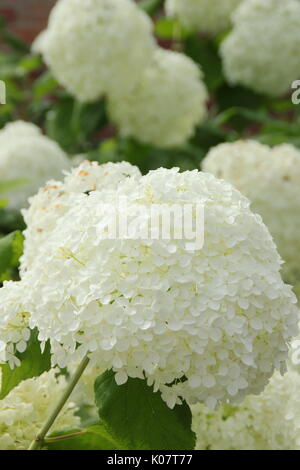 Hydrangea arborescens 'Annabelle' in voller Blüte in einem Englischen Garten Grenze im Sommer (August) NGM Stockfoto