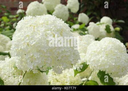 Hydrangea arborescens 'Annabelle' in voller Blüte in einem Englischen Garten Grenze im Sommer (August) NGM Stockfoto