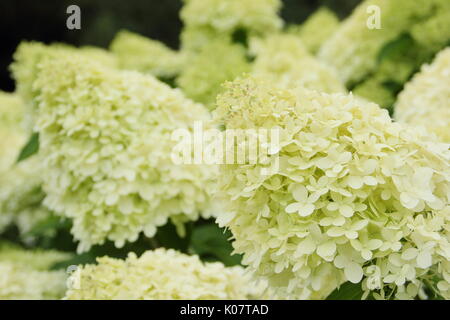 Hydrangea paniculata 'Limelight' anzeigen Cluster von auffälligen Creme und Kalk Blumen in einem Englischen Garten im Sommer (August) Stockfoto